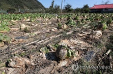 병들어 버려진 배추들