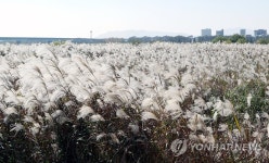 부산 낙동강변 억새 은빛 물결