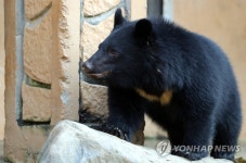 웅담농장서 구출된 새끼 반달곰