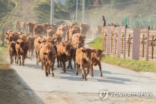 축사로 돌아오는 한우들