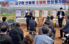이렇게 예쁜 고구마 처음…신품종 소담미 호평 이어져