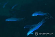 청황문절의 우아한 유영