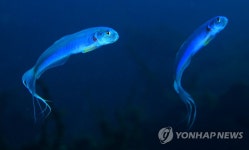 청황문절의 우아한 유영