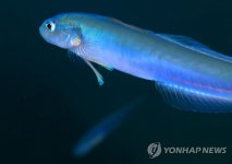 청황문절의 우아한 유영