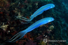 청황문절의 우아한 유영