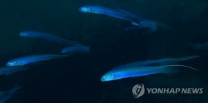 청황문절의 우아한 유영