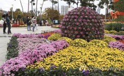 국화꽃으로 물든 평화공원