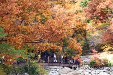 울긋불긋 단풍 절정…흐린 날씨에도 유명산 북적