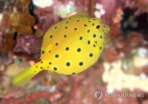 유영하는 노랑거북복