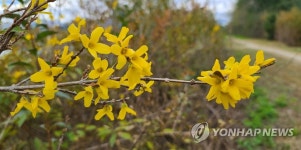 겨울의 길목에 핀 봄꽃 개나리