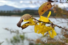 강릉 남대천변에 핀 개나리