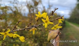 강릉 남대천변에 핀 개나리