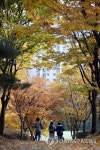도심도 가을 절정