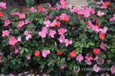 국제장미대회서 은상받은 에버랜드의 가든에버스케이프