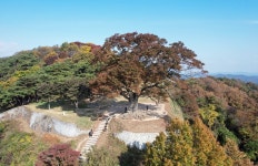 수령 400년 부여 가림성 사랑나무, 10일 천연기념물 지정식