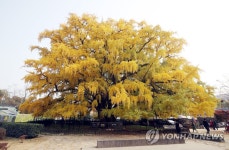 인천 장수동 은행나무 천연기념물 지정식 열려