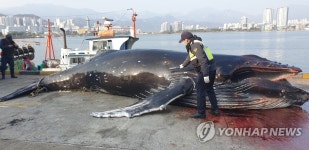 혼획된 혹등고래