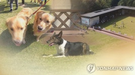 춘천 강아지숲 테마파크, 13∼14일 WAO 국가대표 선발전