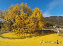 만추의 선물