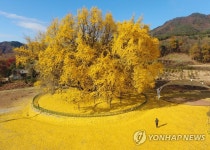 잎사귀 떨군 반계리 은행나무