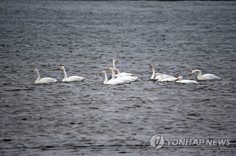 포항에 찾아온 천연기념물 큰고니