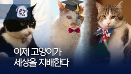 [포켓이슈] 공무원 감투 쓴 길냥이…그들의 묘생역전