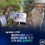 [포켓이슈] 공무원 감투 쓴 길냥이…그들의 묘생역전