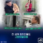 [포켓이슈] 공무원 감투 쓴 길냥이…그들의 묘생역전