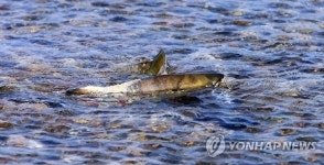 귀향한 남대천 연어