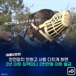 [포켓이슈] 애견과 혐견 사이…나는 어디쯤?