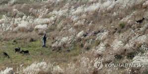 경남 거창군 억새 목장