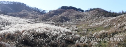 거창 웅양면 군암 목장 억새