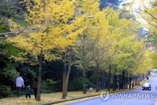 노란 은행나무길 따라서