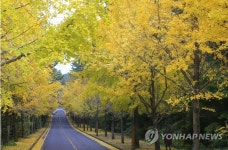 노란 은행나무길 따라서