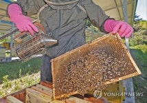 2년 연속 벌꿀 생산량 급감…양봉농가 비상