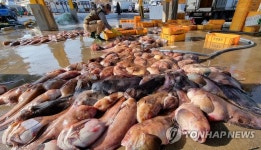 못생겼다고 괄시받던 곰치...동해안 겨울 별미