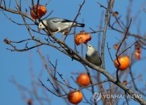 까치밥, 달콤해