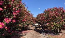 제주는 동백의 계절