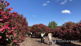 제주는 동백의 계절