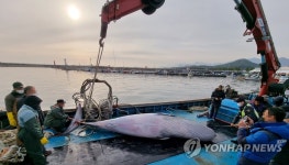 고성 공현진 앞 해상서 밍크고래 혼획