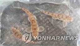 백제문화제 기간 공주보 담수 조치로 금강 수생태계 악화