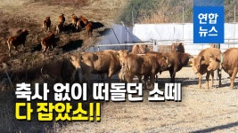 [영상] 드론까지 띄우고 민폐 소떼 포획…소들도 저항 없이 백기