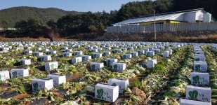 (주)동해식품 미찬 - 수원시 영통구 | 맛·식감 우수 동해지역 가을배추 250t 대만 첫 수출길 텄다