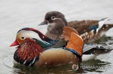 눈 맞는 원앙