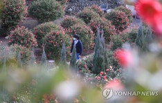 동백의 계절