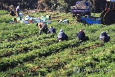 제주 구좌 당근 수확