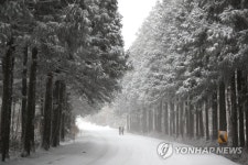 겨울왕국 사려니 숲길
