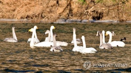 금강에서 노니는 겨울진객 고니