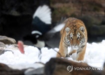 호랑이와 까치