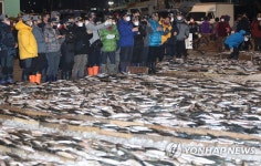 2022년 부산공동어시장 초매
